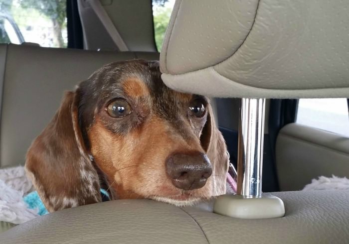 10 Dog Road Trip Essentials for a Safe and Happy Journey