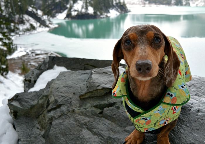 11 Secrets to Snapping the Perfect Instagram Photo of Your Adventure Dog