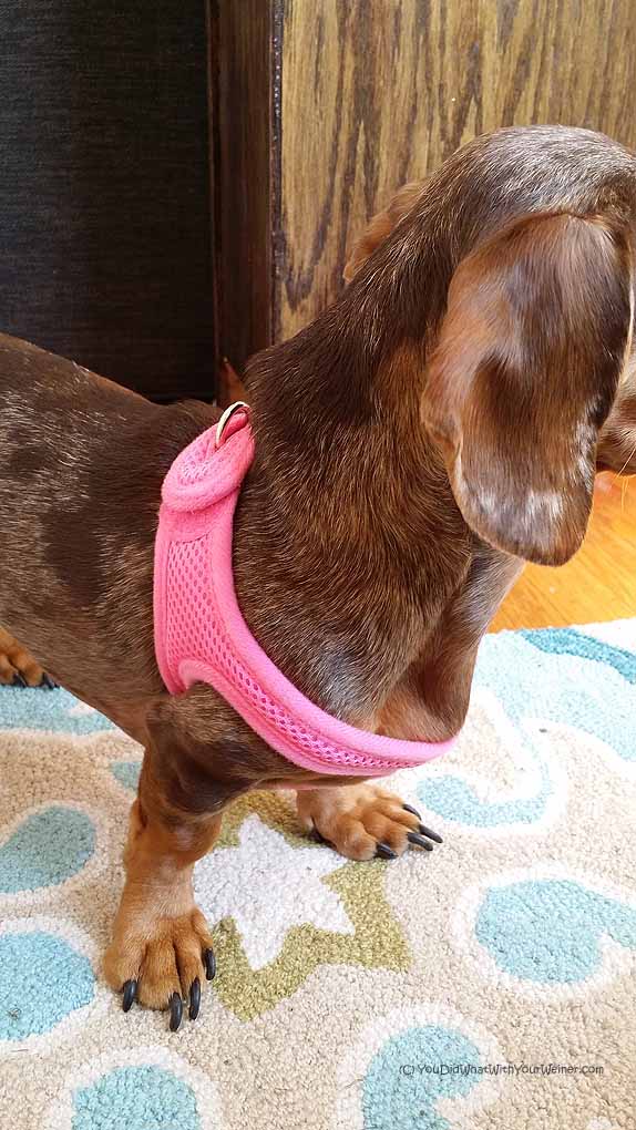 side view of choke free harness on Dachshund sternum