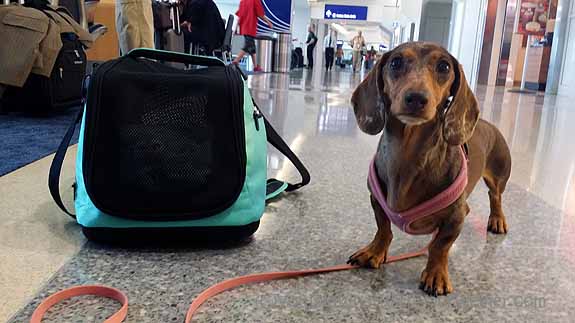 Sleepypod Air Pet Carrier 2