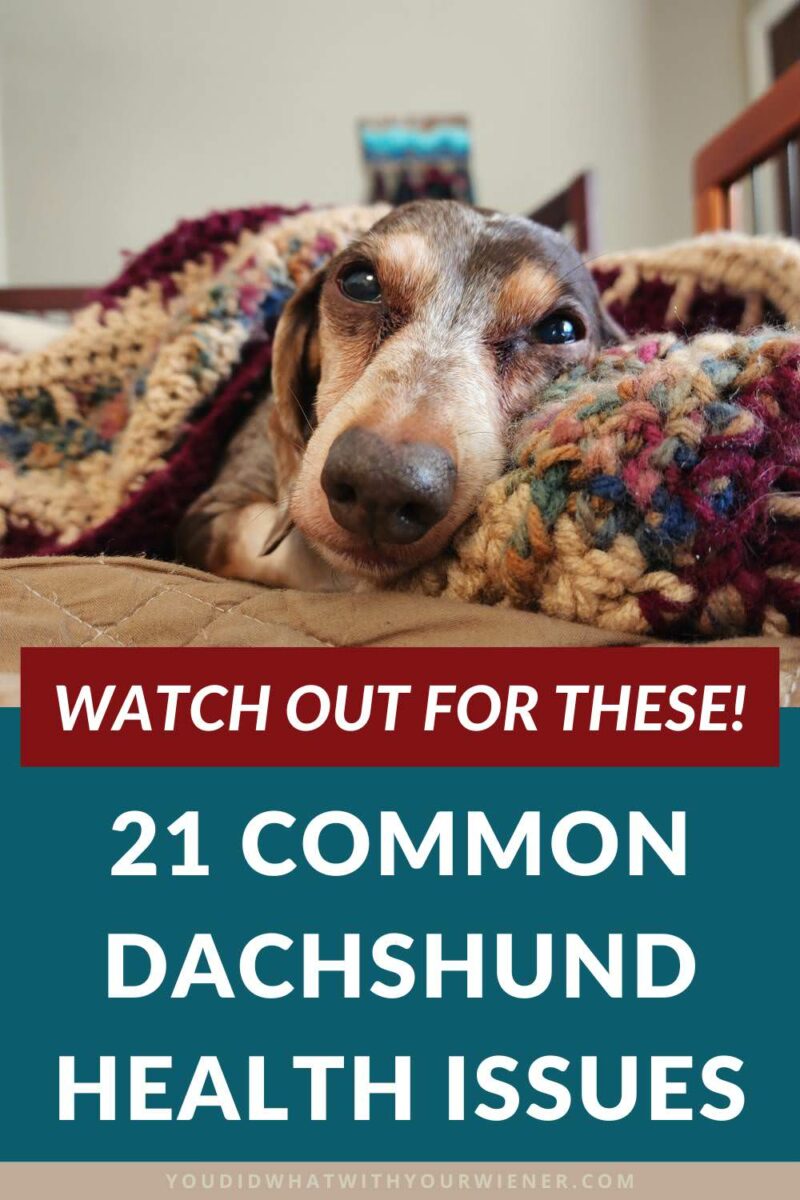 Every dog breed has a set of medical conditions they’re prone to and Dachshund breed is not exempt.
Here are 21 common Dachshund health issues that every owner should watch out for so they can spot associated signs and symptoms early.