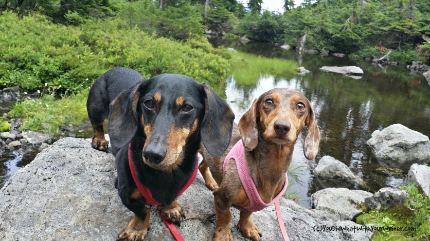 Dog Friendly Trail: Rampart Ridge via Lake Lillian