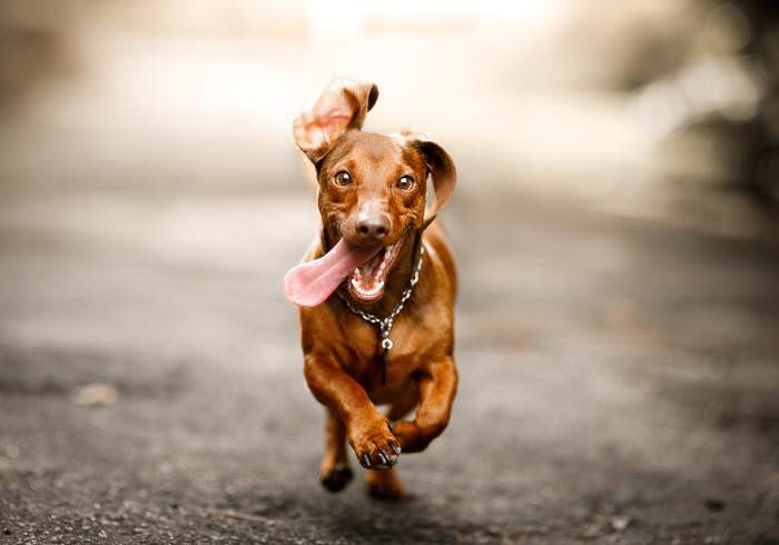 Take The 30 Day Happier, Healthier Dachshund Challenge
