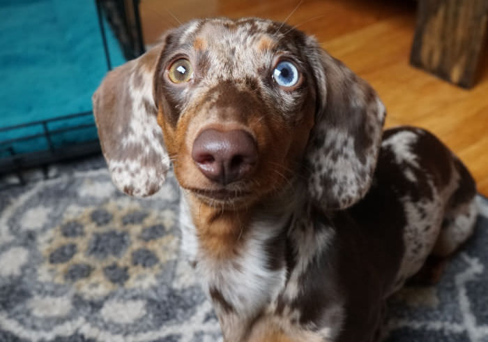 Dachshund Puppy Training: 15 Things to Start Teaching the Day Yours Comes Home