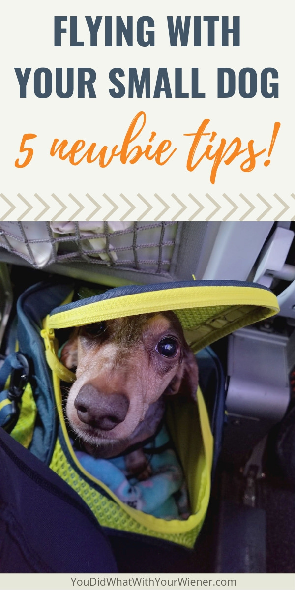 Planning to fly in-cabin with your small dog? Check out these important tips!
