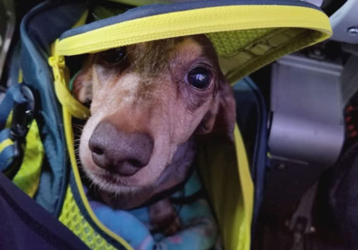 9 Tips for Flying with Your Small Dog for the First Time