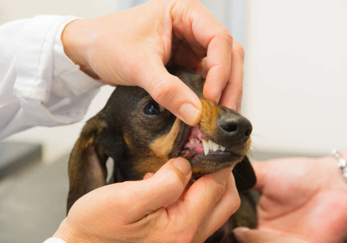 6 Common Dachshund Teeth Problems