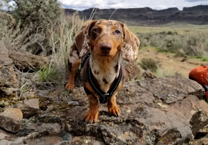 10 Essential Items to Bring on Every Adventure with Your Dog