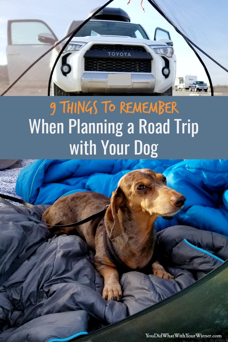 dog in tent by car