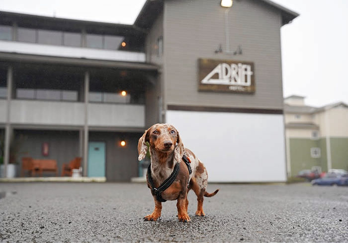 Enjoying a Dog Friendly Vacation at the Adrift Hotel in Long Beach, WA
