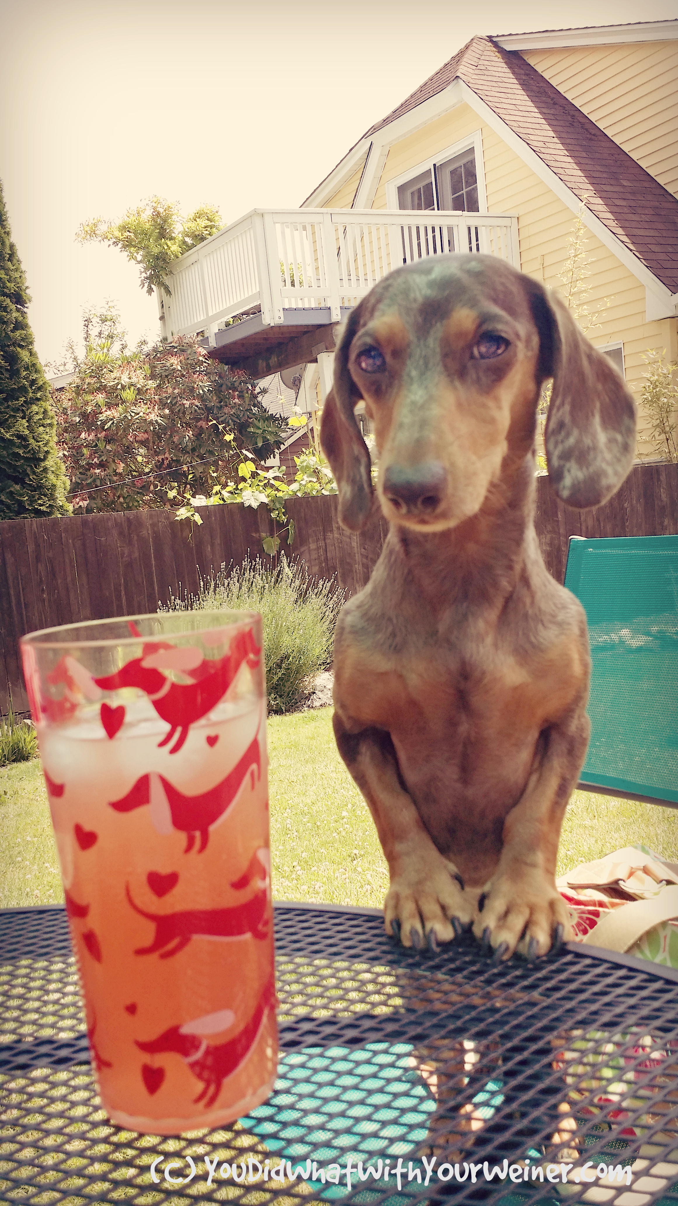 7 Easy Summer Barbecue Recipes Both You and Your Dog Can Eat