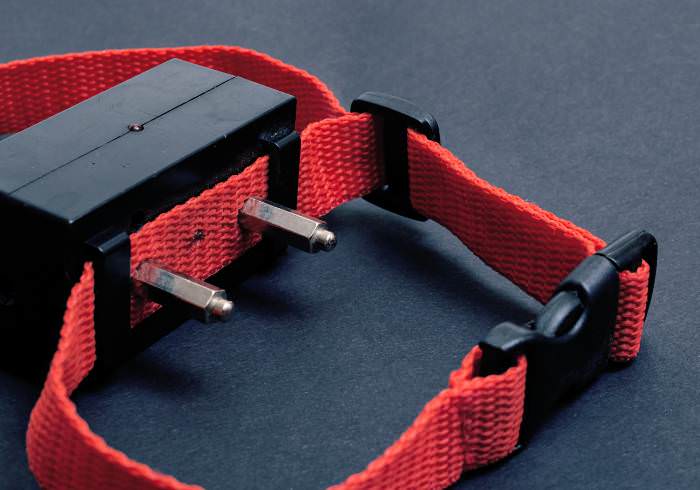 Should I Use a Bark Collar on My Dachshund?