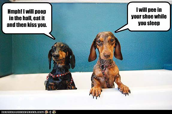 10 Hilarious and True Dachshund Memes That Will Totally Make Your Day