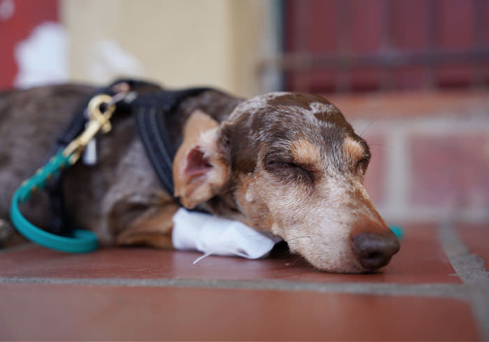 Best Pet Insurance for Dachshunds
