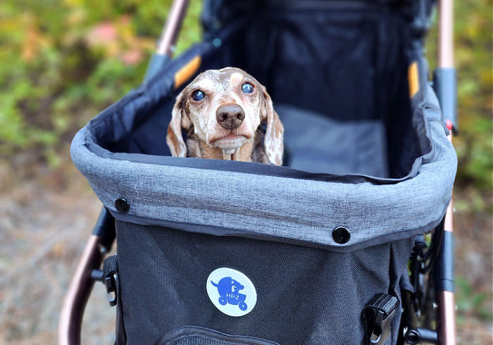 My 5 Favorite Dachshund Strollers
