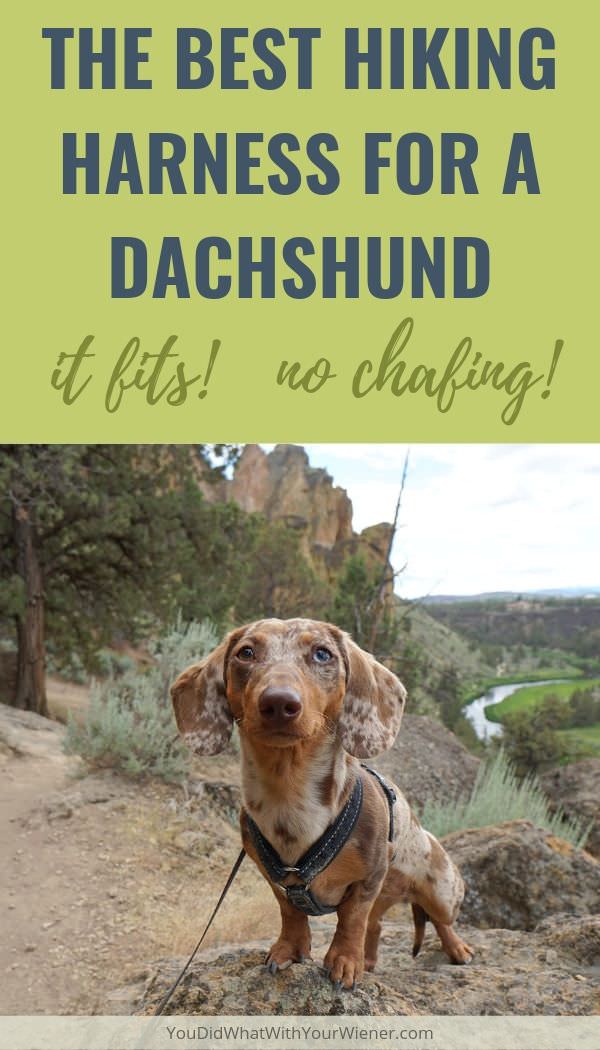 This is the best harness I've found for hiking with my Dachshunds