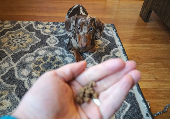 Best Treats for Training Puppies and Small Dogs