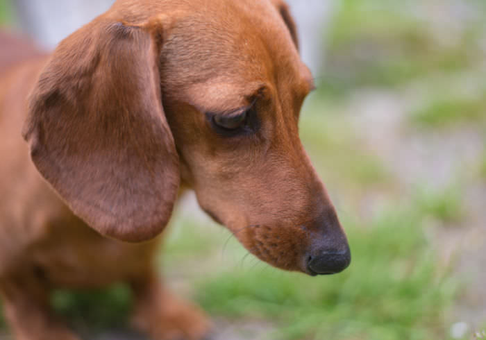 Why Buying a Puppy from a Responsible Breeder Isn’t a Death Sentence for Shelter Dogs 