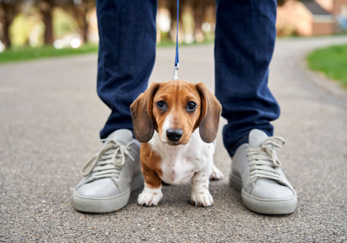 How to Raise a Calm, Friendly Dachshund