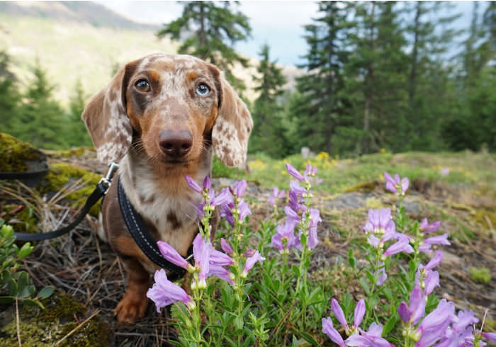 How to Keep Your Dog Calm When Traveling