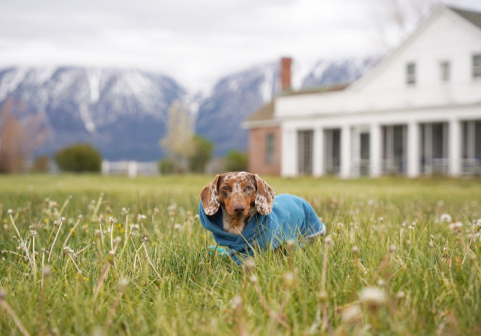 An Unexpected Adventure: Dog Friendly Carson Valley Nevada