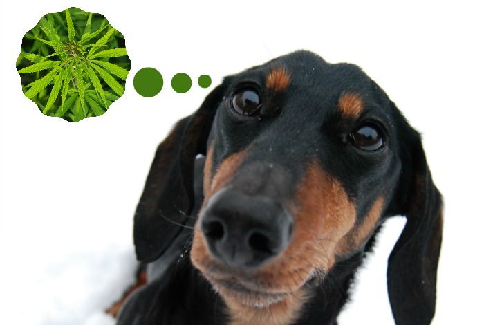 Is Hemp CBD Safe for My Dog? Is it Legal?