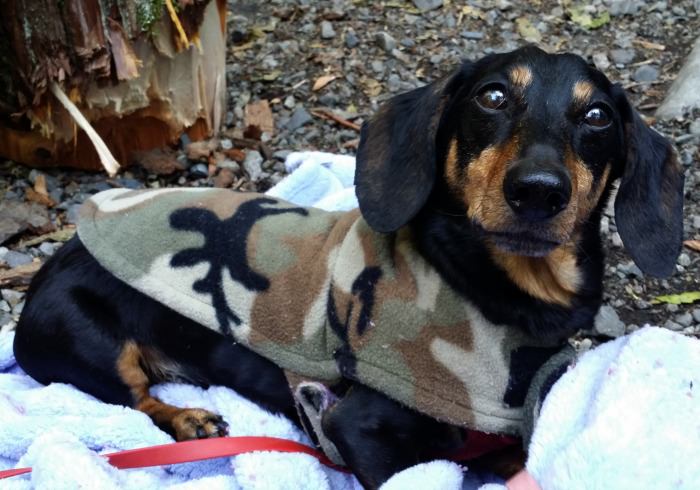 Car Camping With Your Dog 101 Pt. 2 – What to Bring