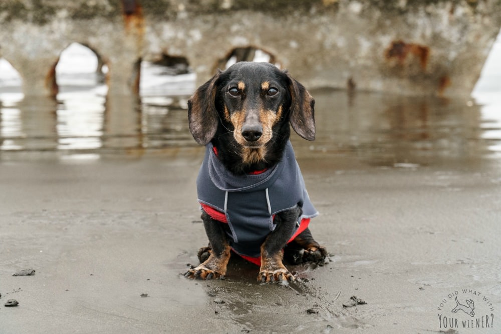 Dog hanging out on the beach by the Peter Iredale shipwreck