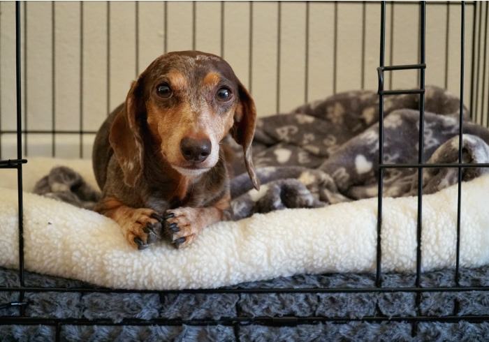 How to Choose the Right Crate for Your Small Dog