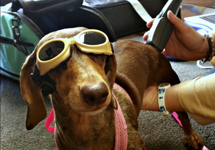 Can Cold Laser Therapy Benefit My Dachshund?