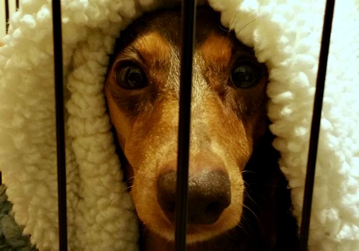 Gretel peeking out from her crate on rest for IVDD