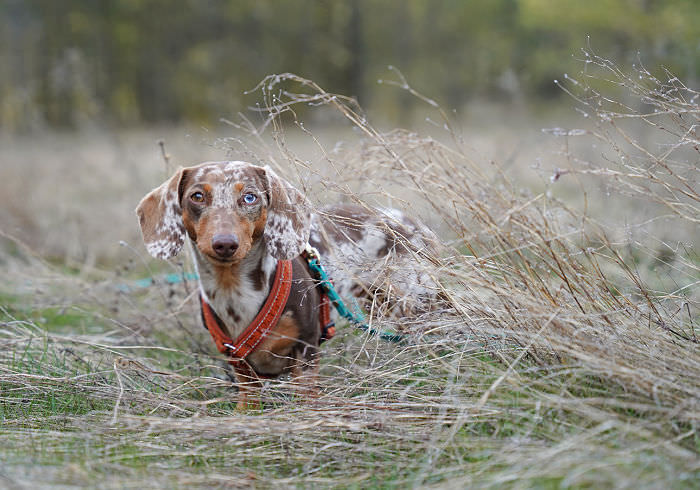 What Were Dachshunds Bred For?