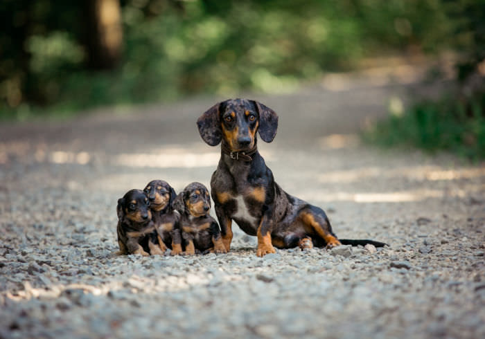 11 Dachshund Breeders in Washington (WA) State – Local Dachshund Lover Recommendations