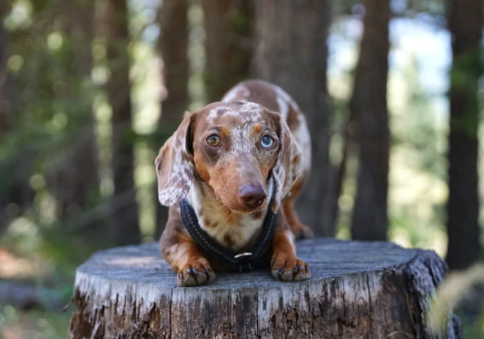 4 Genetic Traits That Make Dachshunds Great Hiking Companions