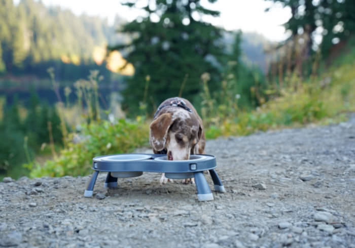 How Many Calories Should a Dachshund Eat a Day?