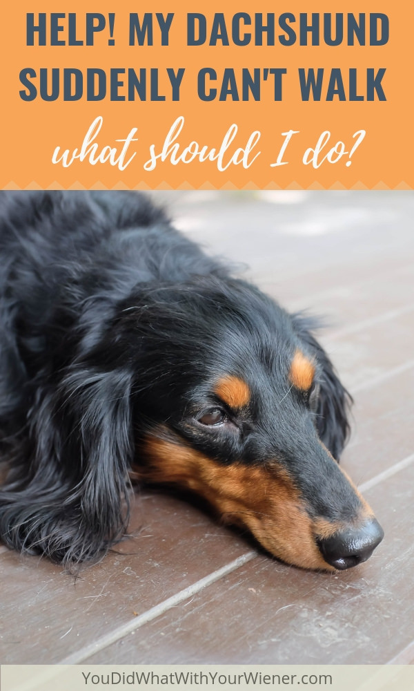 If your Dachshund is suddenly paralyzed and can't walk, you MUST do these things right away.