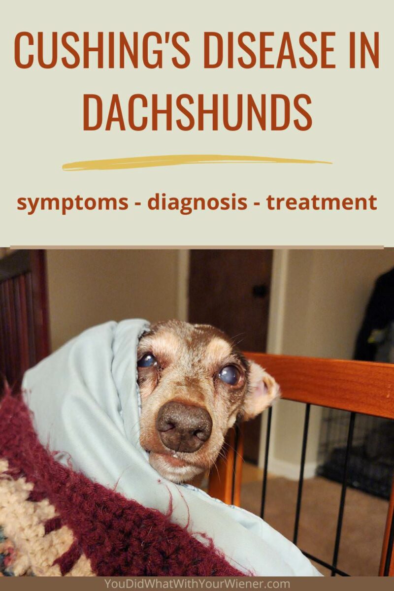I’ve been studying the breed full time since 2012, and Cushing’s Disease is one of the top 5 health issues I see in Dachshunds. Click to discover the basics of Cushing’s Disease in Dachshunds, including what warning signs you should be looking for, how it is diagnosed, and what you can do to help your Dachshund manage the condition after a diagnosis.