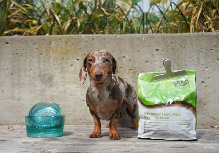 How Much Should a Dachshund Eat?