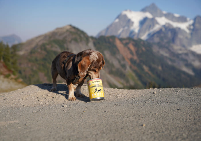 How Much Does It Cost to Feed a Miniature Dachshund?