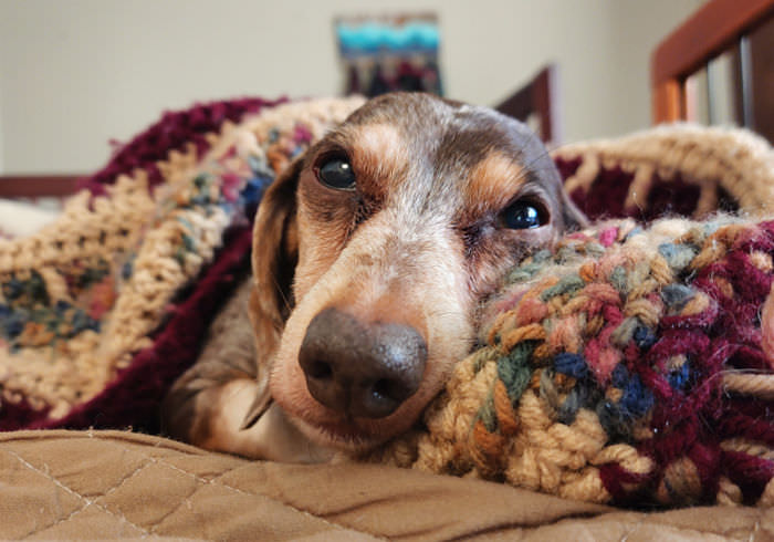 21 Common Dachshund Health Issues