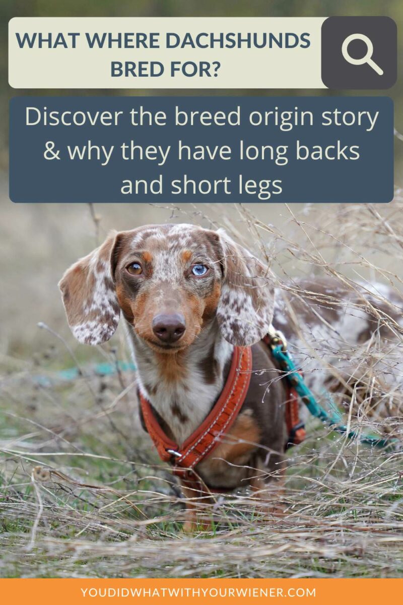 Many Dachshund owners get them because of their funny look or how cute they are. I'm surprised at how many people don't do their research before and realize what they are bred for. I explain in this article how the Dachshund got their funny shape and what they were originally used for.