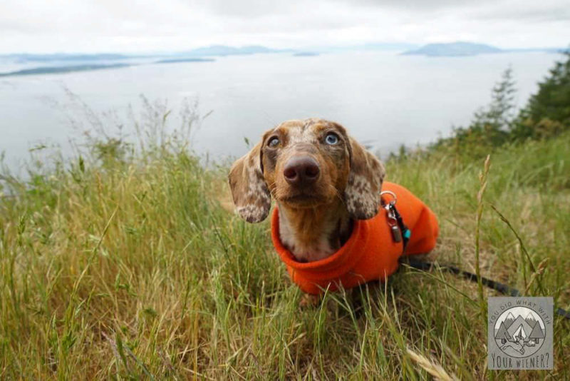 Dachshund in an orange fleece jacket