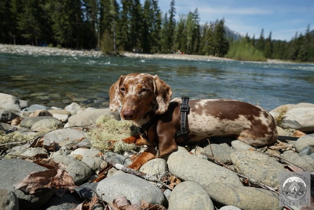 Dachshund Laying on Rocks Near Lake
