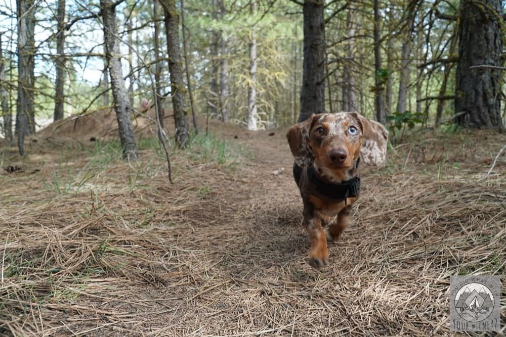 Dachshund Off Leash in the Woods