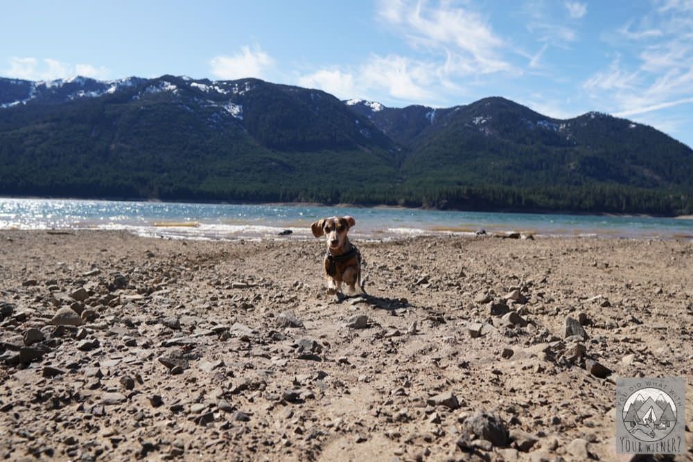 Dachshund Off Leash Running on Beach