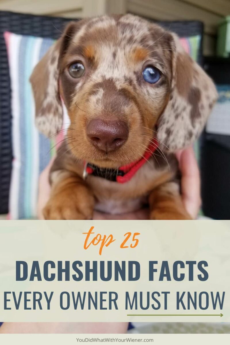 I really wish I knew these Dachshund facts from the beginning. Intead, it took many years to learn and make my Dachshund's life happier and healthier. In this article, I share the 25 most important things I think wiener dog owners need to know.