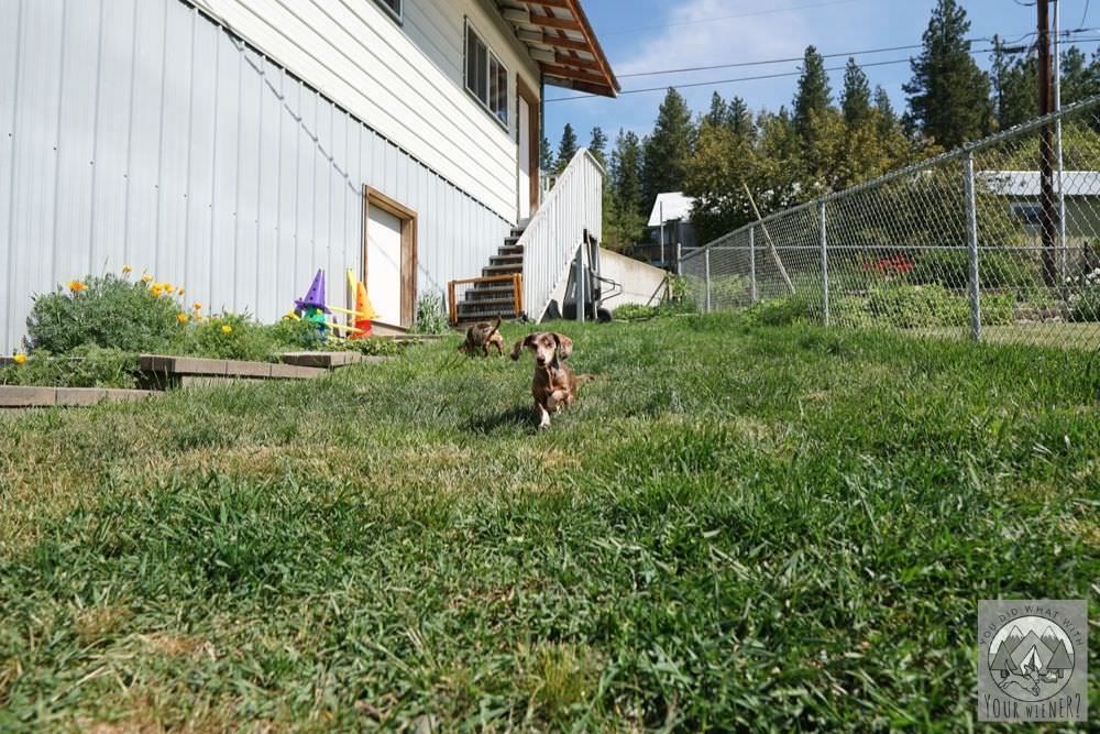 Dachshund Running Through Front Yard Grass