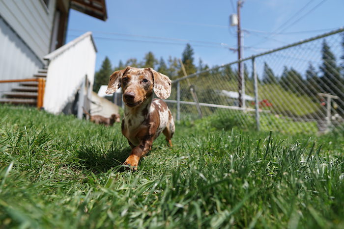 Help! My Dachshund Won’t Come When Called!