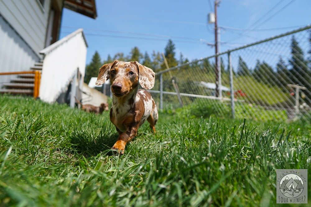 Dachshund Running Through Grass
