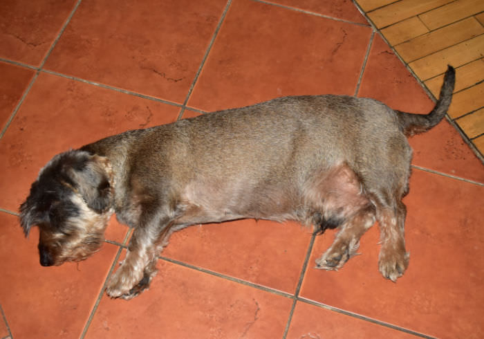 Dachshund Seizures – What to Do if Yours Has One